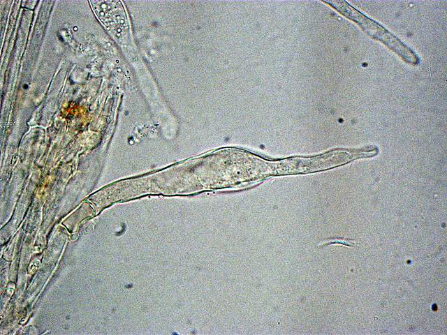Galerina spec.  Cod.: 0260-07